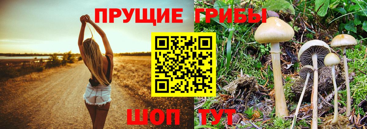 Галлюциногенные грибы Psilocybe Усинск